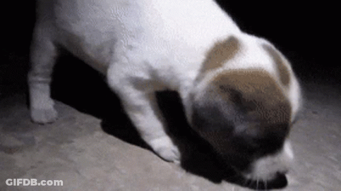 Dog Sniffing Ground GIF