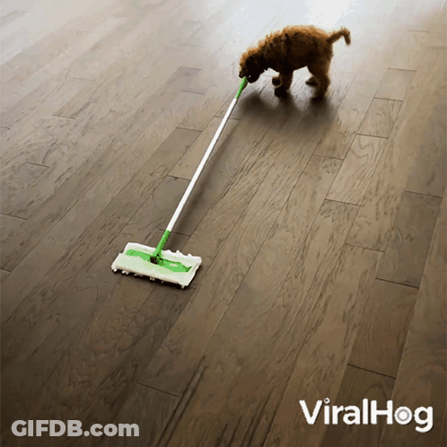 Dog Sniffing Mop On Wooden Floor With Viralhog Logo GIF