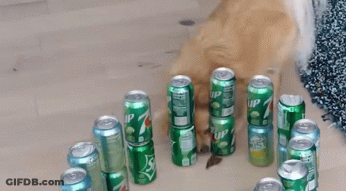 Dog Sniffing Stack Of Sprite Cans GIF