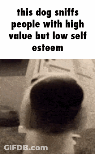 Dog Sniffs People With High Value But Low Self Esteem GIF