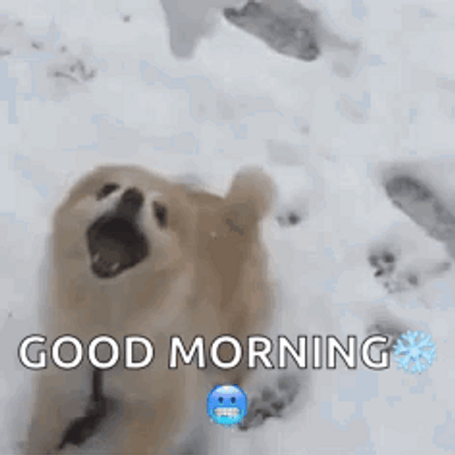 Dog Snowball Snowy Saturday GIF