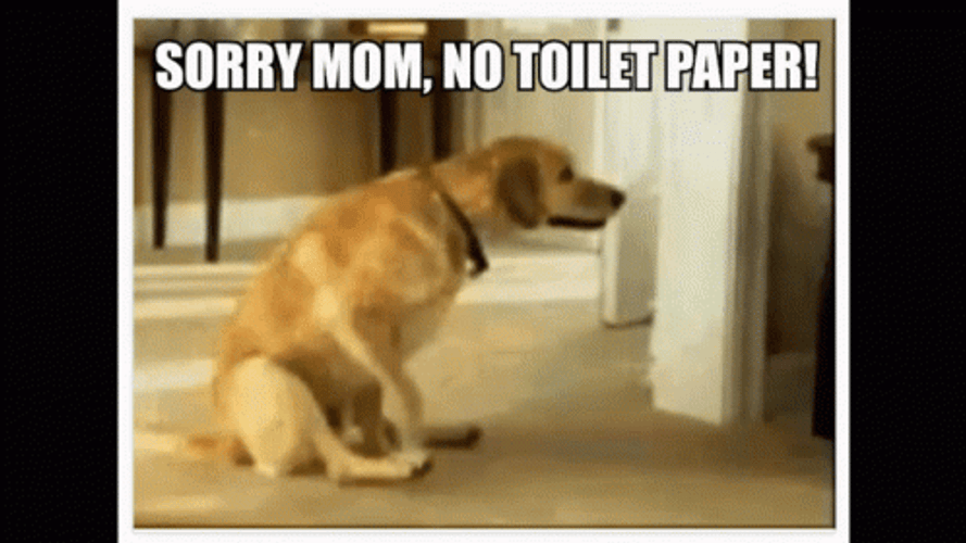 Dog Sorry Mom Gotta Poop GIF