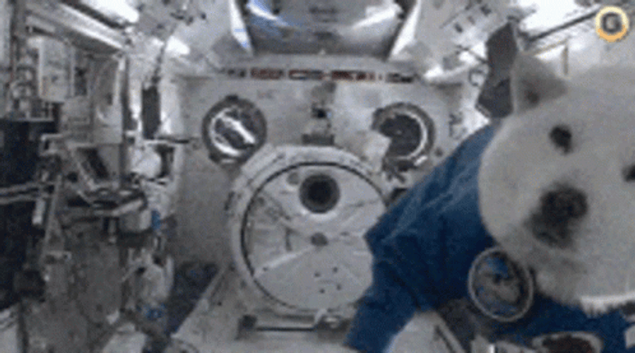 Dog Spaceship Cadet GIF