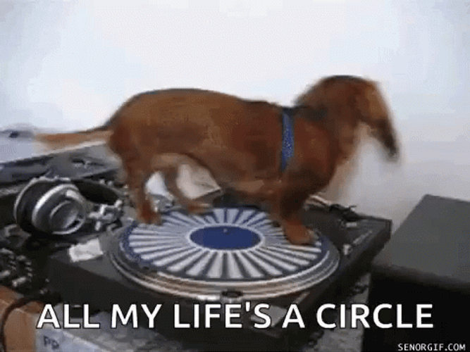 Dog Spinning All My Life's A Circle Meme GIF