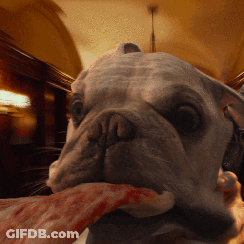 Dog Spinning Fast Closeup View GIF