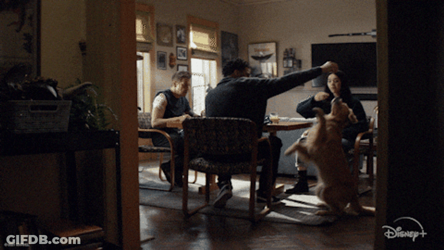 Dog Spinning In The Dining Room GIF