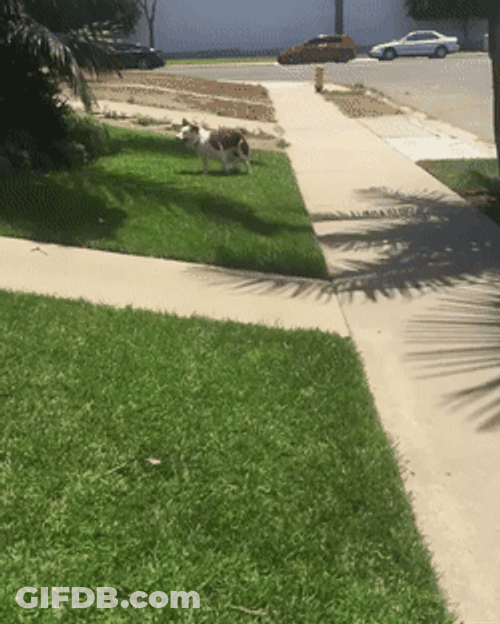 Dog Spinning Like A Hurricane GIF