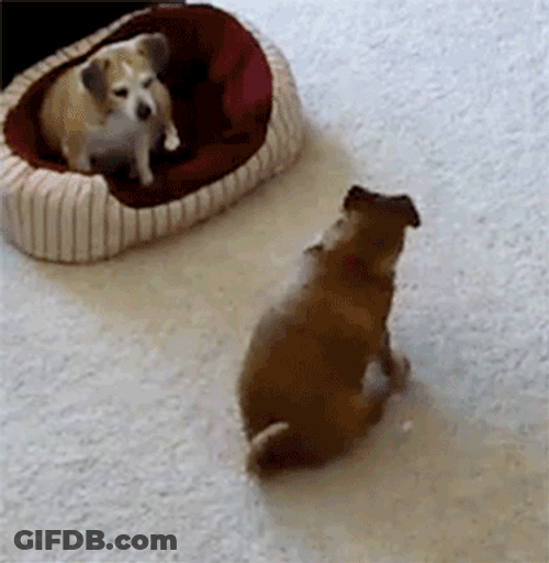 Dog Spinning While Sitting On The Floor GIF