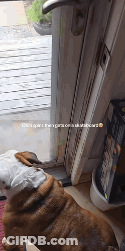 Dog Spins Then Gets On Skateboard GIF