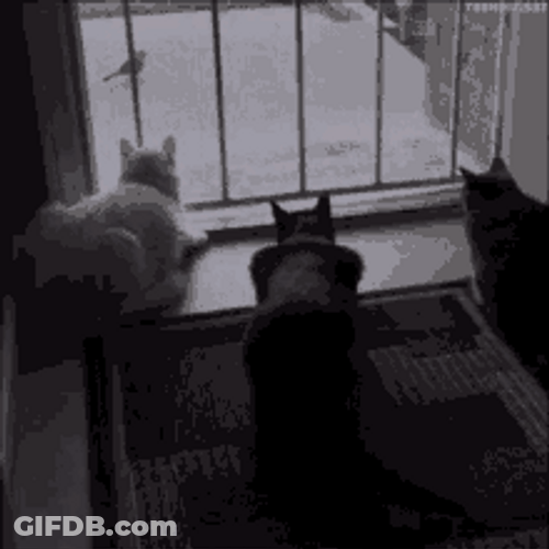 Dog Spooked Cats Scary Surprise Funny Meme GIF