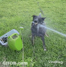 Dog Spraying Water With Hose GIF
