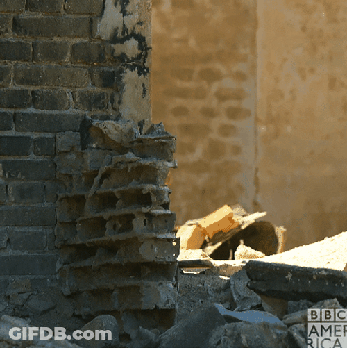 Dog Spy In The Corner GIF