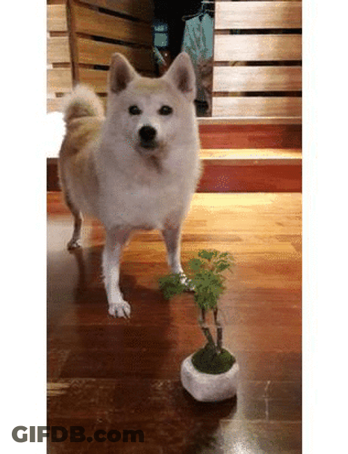 Dog Stalker Funny GIF