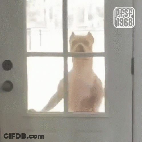 Dog Standing At Door Looking Out Window GIF