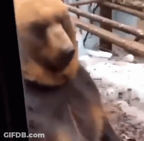 Dog Standing At Window Looking Out GIF