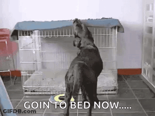 Dog Standing Before Bedtime Cage GIF