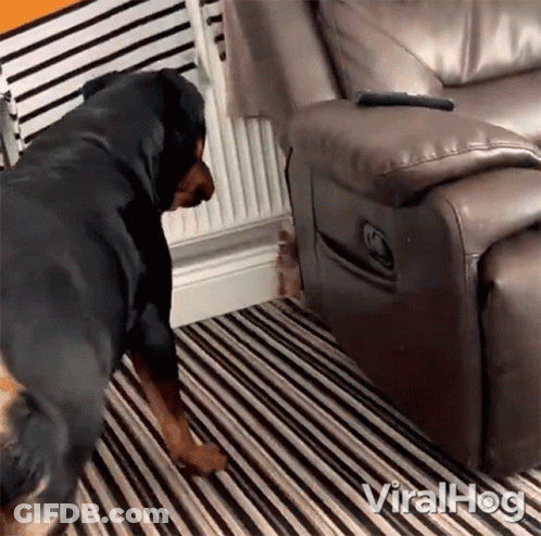 Dog Standing By Couch With Remote Control GIF