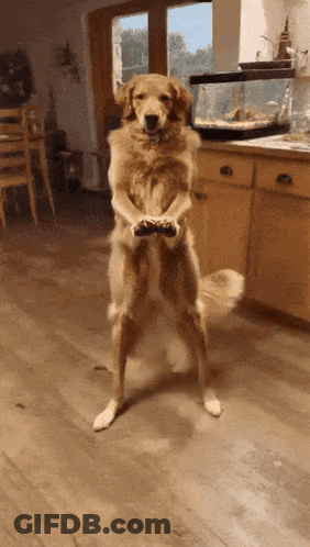 Dog Standing Holding Remote Control In Kitchen GIF