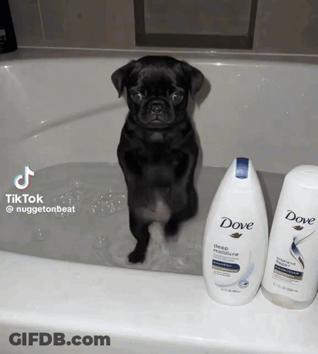 Dog Standing In Bathtub Next To Dove Shampoo GIF