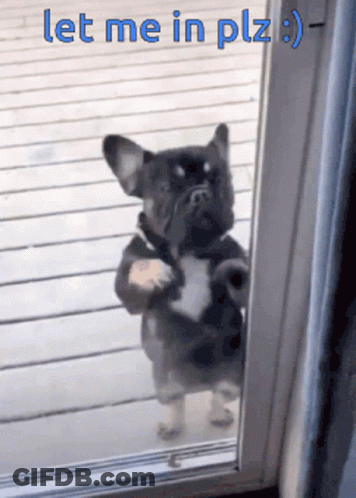 Dog Standing In Doorway Let Me In Plz GIF