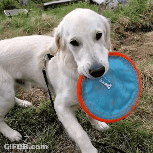 Dog Standing In Doorway Looking Up GIF