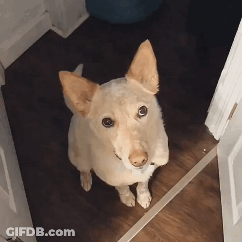 Dog Standing In Doorway Looking Up GIF