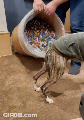 Dog Standing In Front Of Barrel Filled With Lego Pieces GIF