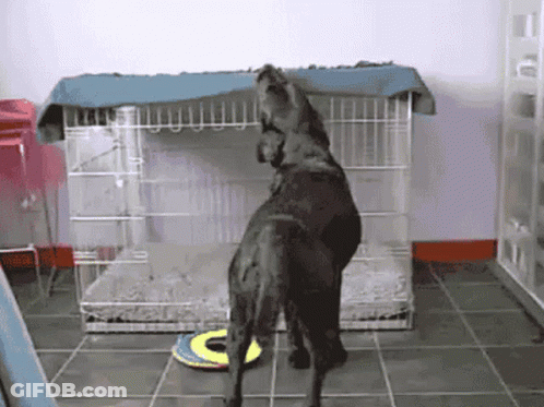 Dog Standing In Front Of Cage With Frisbee GIF