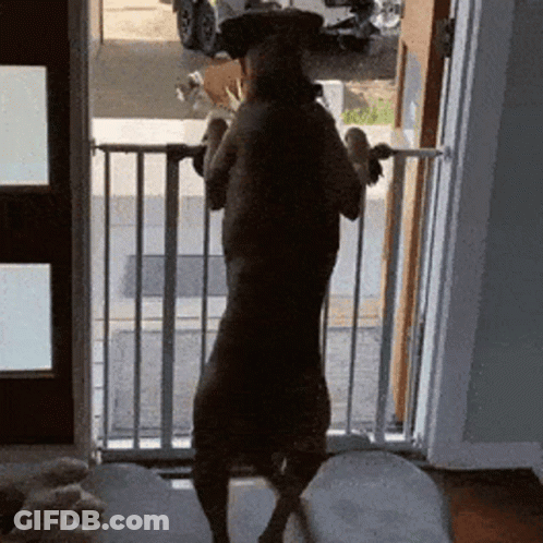 Dog Standing In Front Of Gate GIF