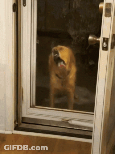 Dog Standing In Front Of Open Door GIF