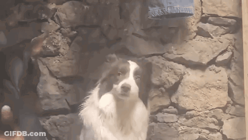 Dog Standing In Front Of Stone Wall GIF