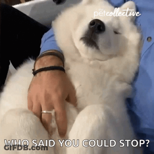 Dog Standing In Snow By Fence GIF