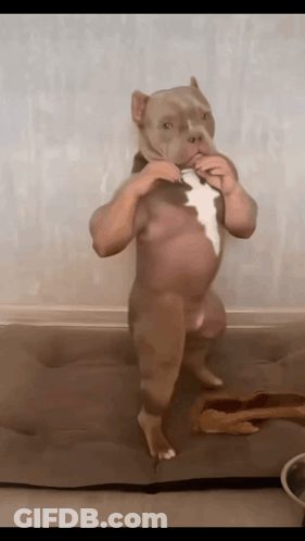 Dog Standing Like Baby GIF