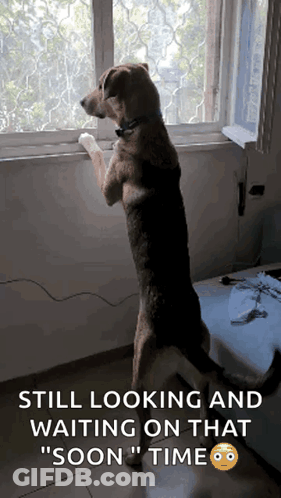 Dog Standing Looking Out Window Still Waiting GIF