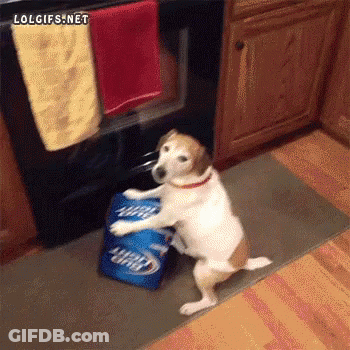 Dog Standing Next To Bag Of Miller Lite Beer GIF