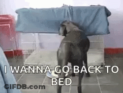 Dog Standing Next To Bed Saying I Wanna Go Back To Bed GIF