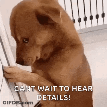 Dog Standing Next To Door Looking Out GIF
