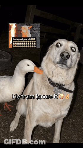 Dog Standing Next To Duck Saying He Tryna Ignore It GIF