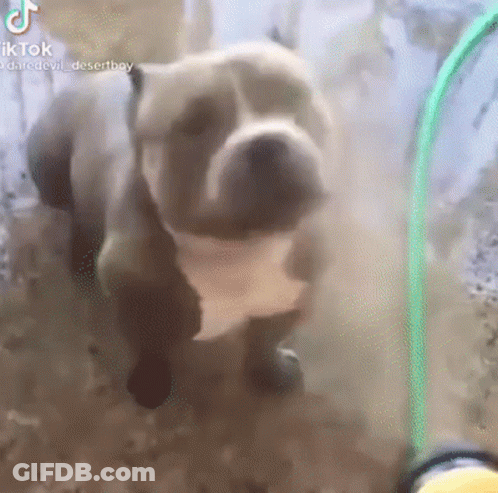Dog Standing Next To Green Hose GIF
