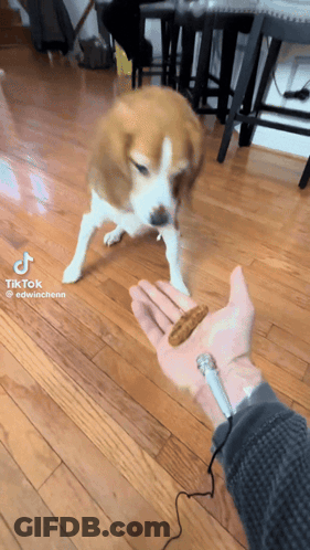 Dog Standing Next To Person Holding Microphone With TikTok GIF