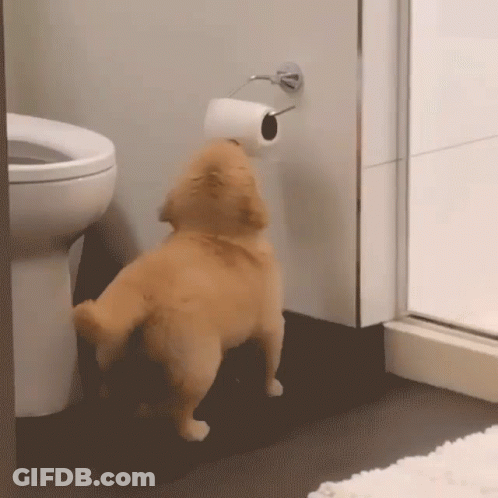 Dog Standing Next To Toilet With Toilet Paper On Head GIF