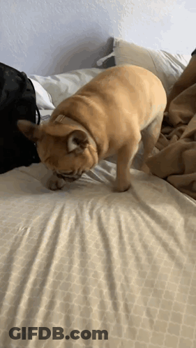 Dog Standing On Bed With Blanket GIF