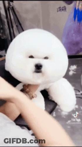 Dog Standing On Bed With White Comforter GIF