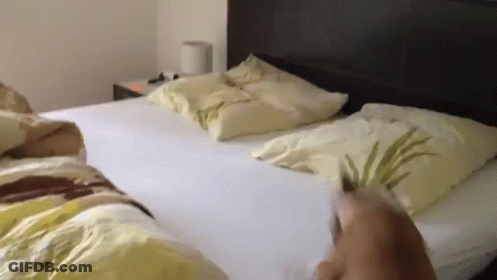 Dog Standing On Bed With White Comforter GIF