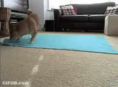 Dog Standing On Blue Mat In Living Room GIF