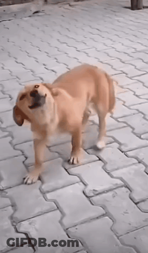Dog Standing On Brick Sidewalk Looking Up GIF