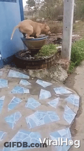 Dog Standing On Fountain GIF
