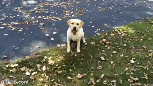Dog Standing On Grassy Hill Next To Water GIF