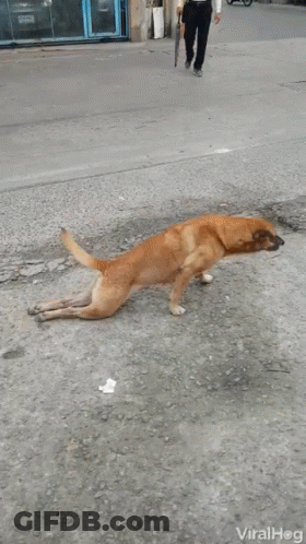 Dog Standing On Hind Legs As Scooter Passes GIF