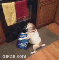 Dog Standing On Hind Legs Beside Bud Light Bag GIF